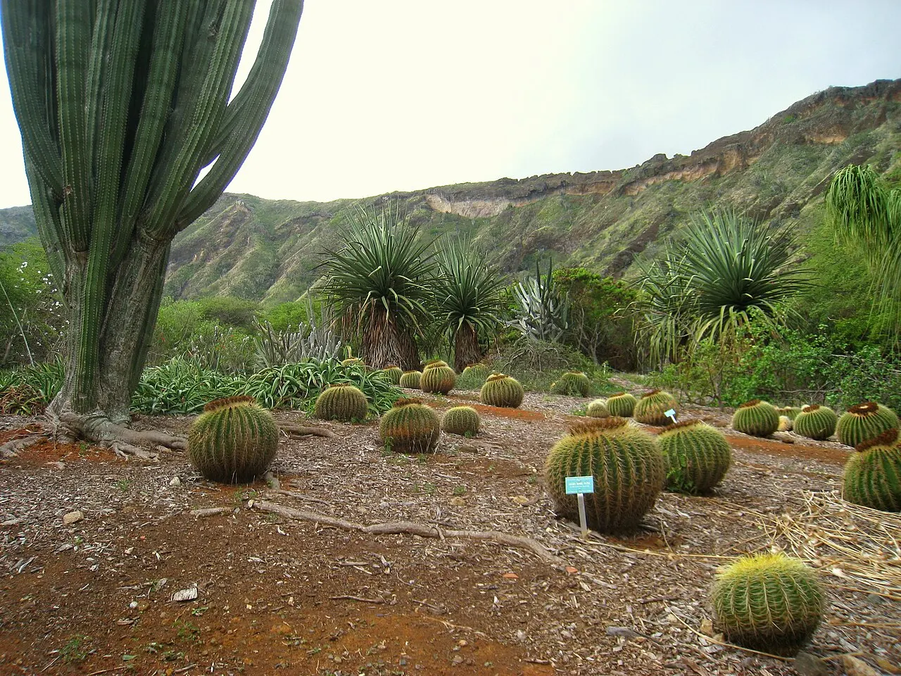 Koko Crater Botanical Garden, East Honolulu, Hawaii, United States