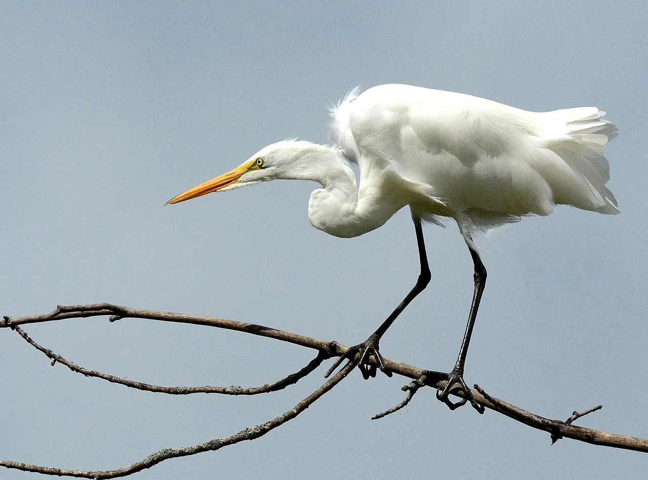 Shiawassee National Wildlife Refuge, Saginaw, Michigan, United States