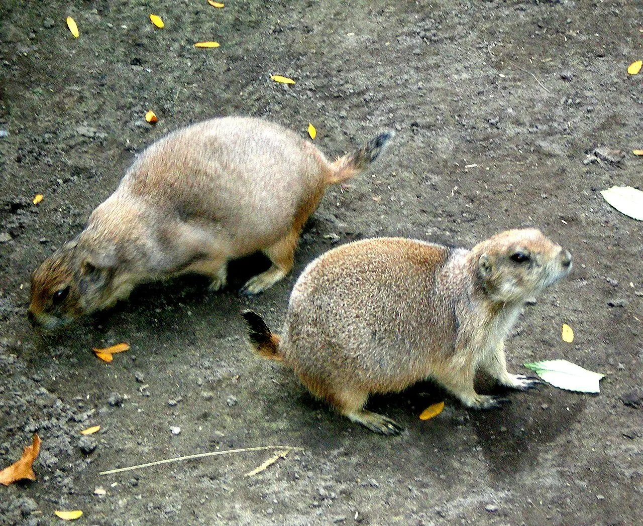 Saginaw Children's Zoo, Saginaw, Michigan, United States