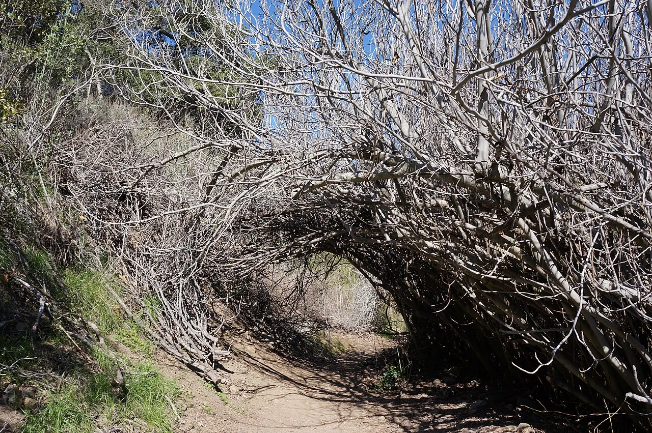 Holy Jim Falls Trail, Rancho Santa Margarita, California, United States