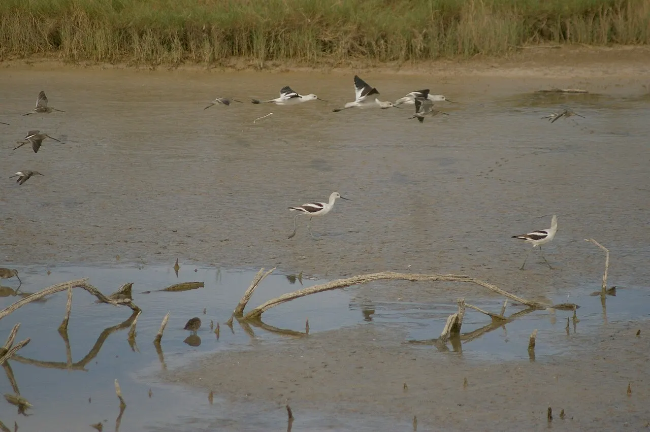 Bitter Lake National Wildlife Refuge, Roswell, New Mexico, United States