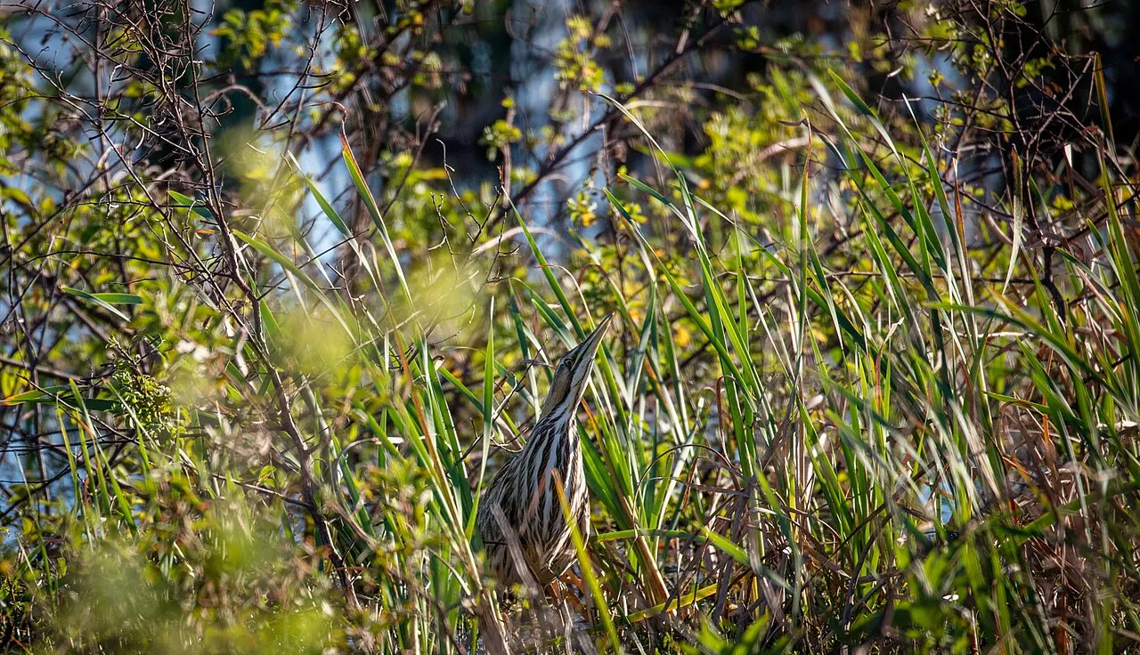 Lake Apopka North Shore, Apopka, Florida, United States