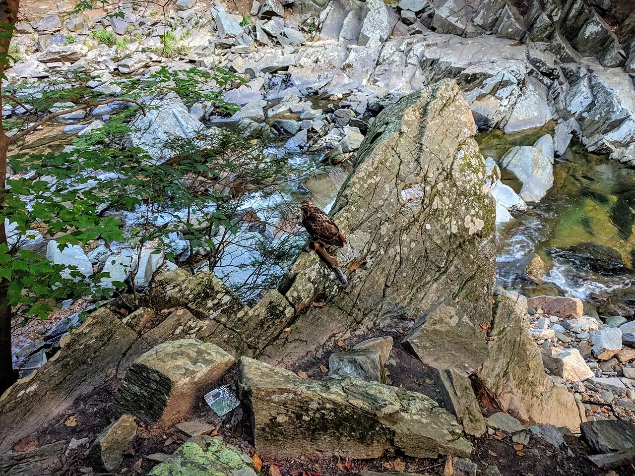 Scott's Run Nature Preserve, McLean, Virginia, United States