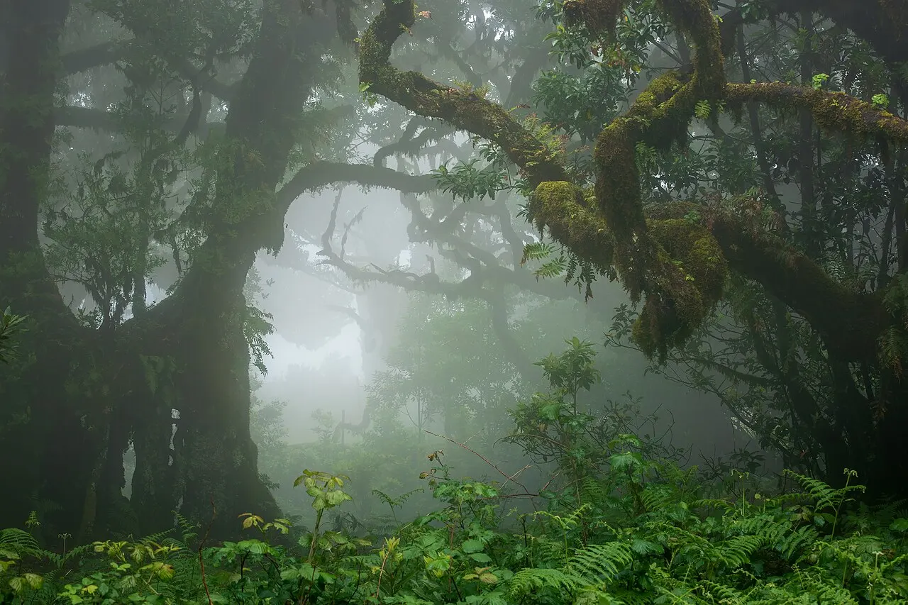 Fanal, Madeira, Portugal