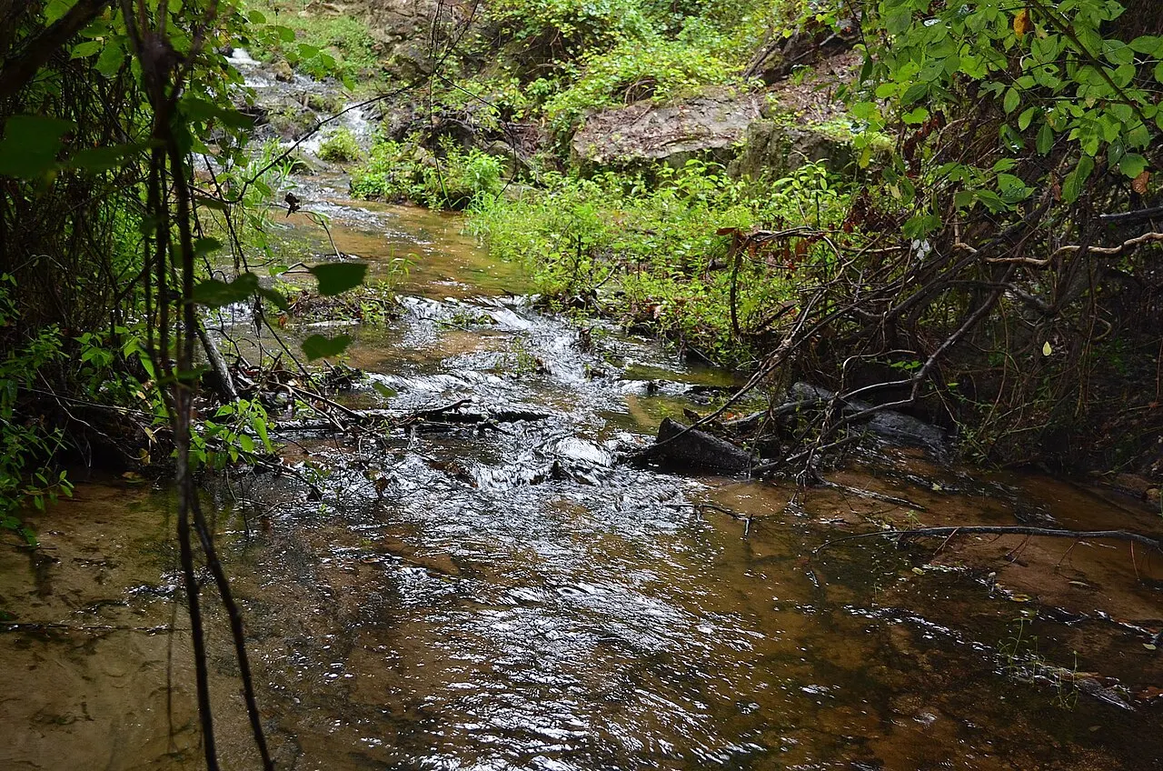 Poinsett State Park, Sumter, South Carolina, United States
