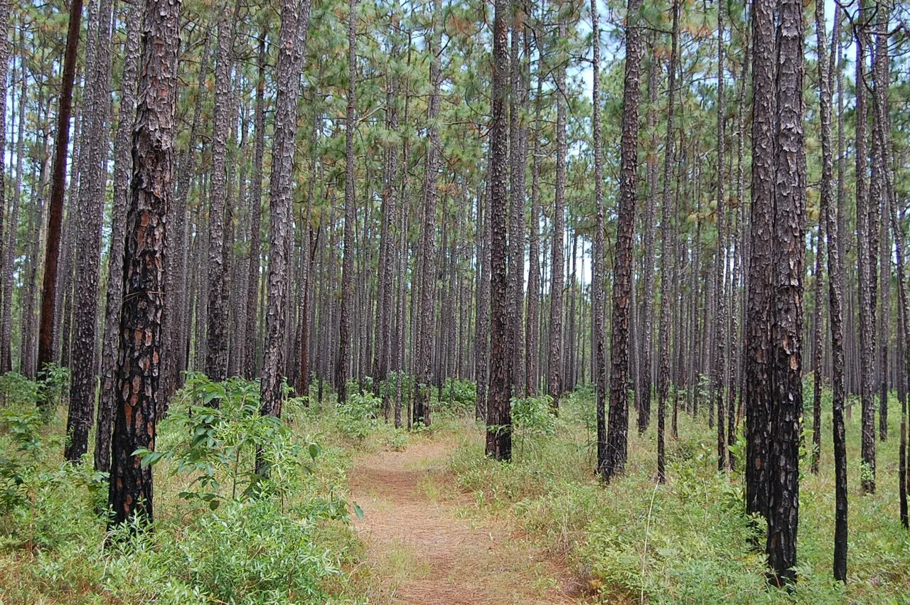 Francis Marion National Forest, Goose Creek, South Carolina, United States