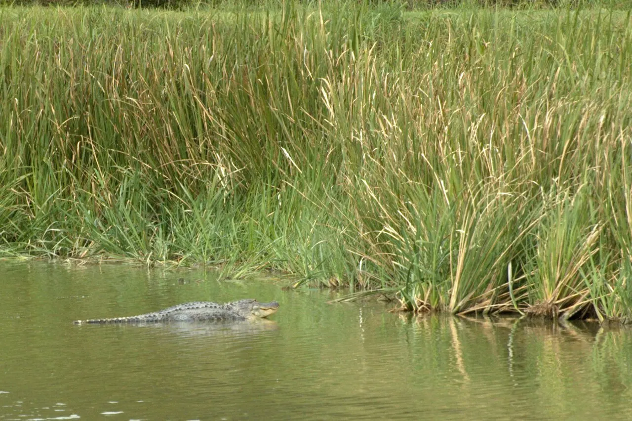 Phinizy Swamp Nature Park, Augusta, Georgia, United States