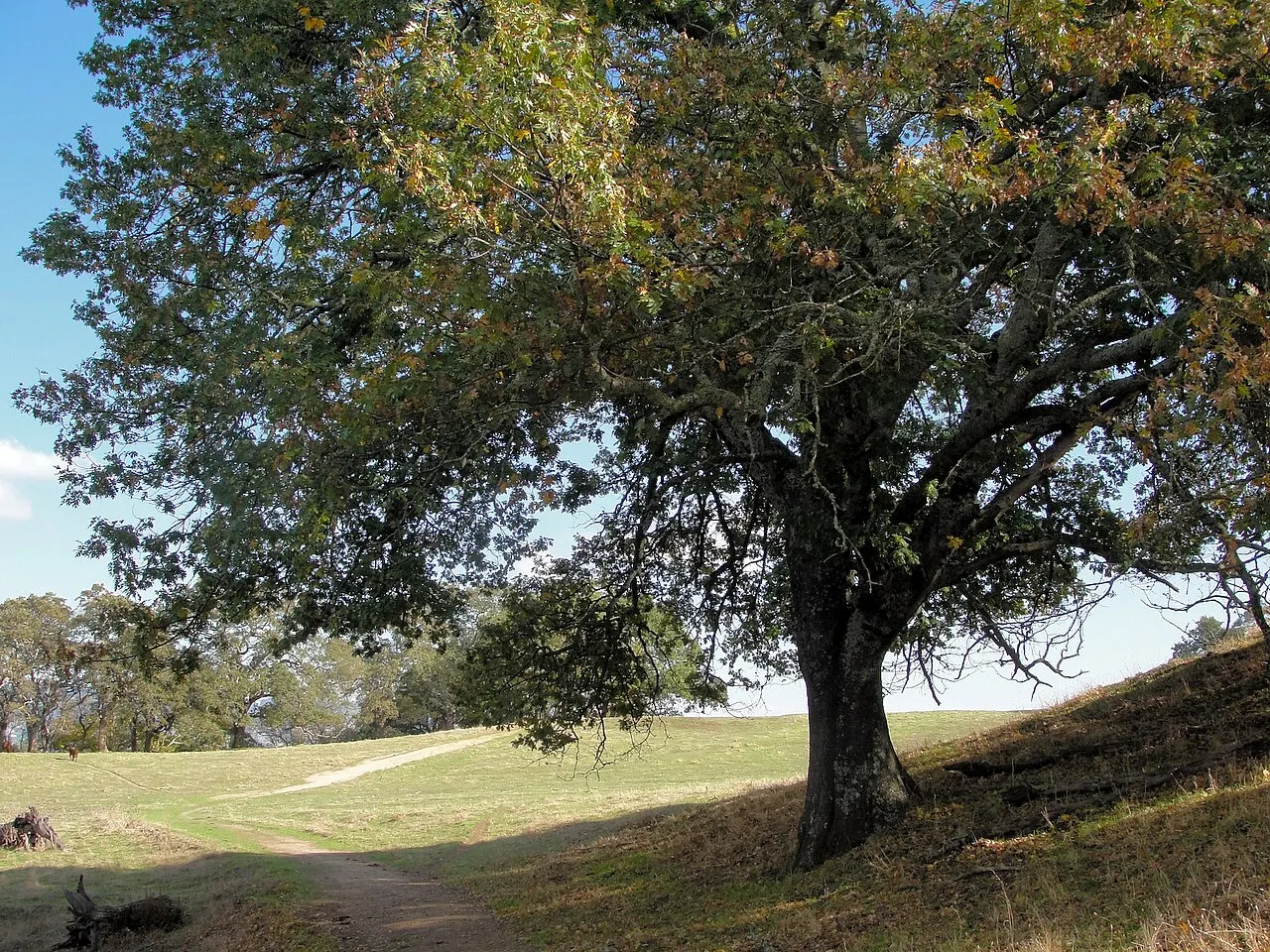 Las Trampas Regional Wilderness, Danville, California, United States