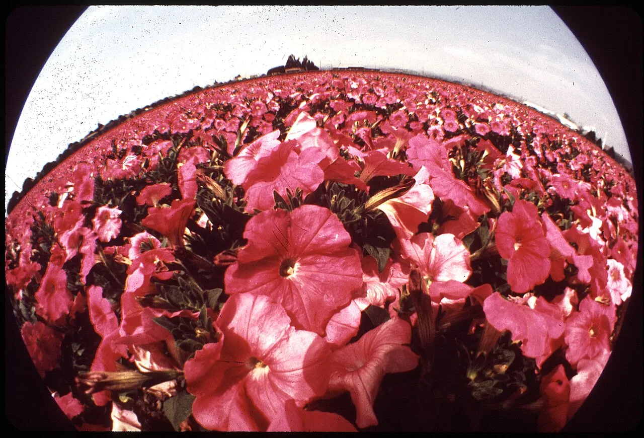 Lompoc Flower Fields, Lompoc, California, United States