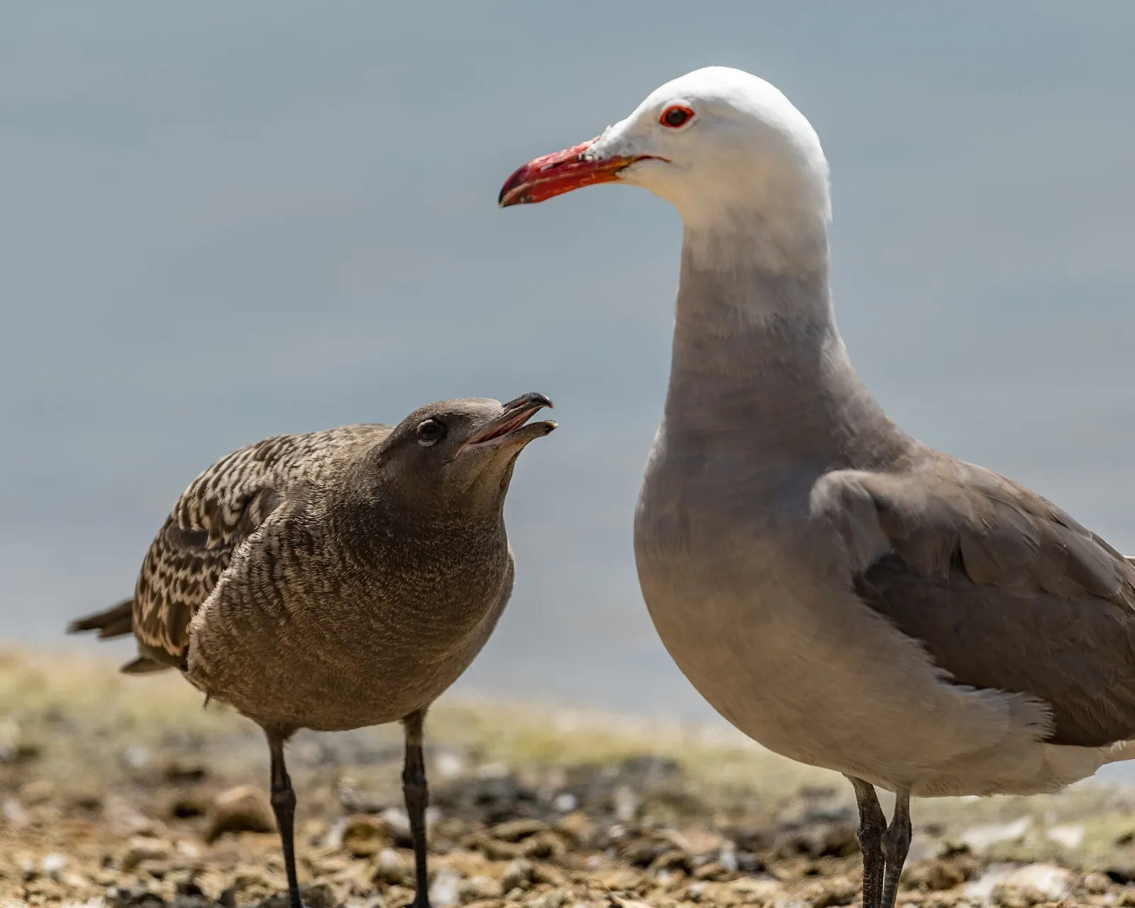 Seaside Heermann's Gull family, Seaside, California, United States