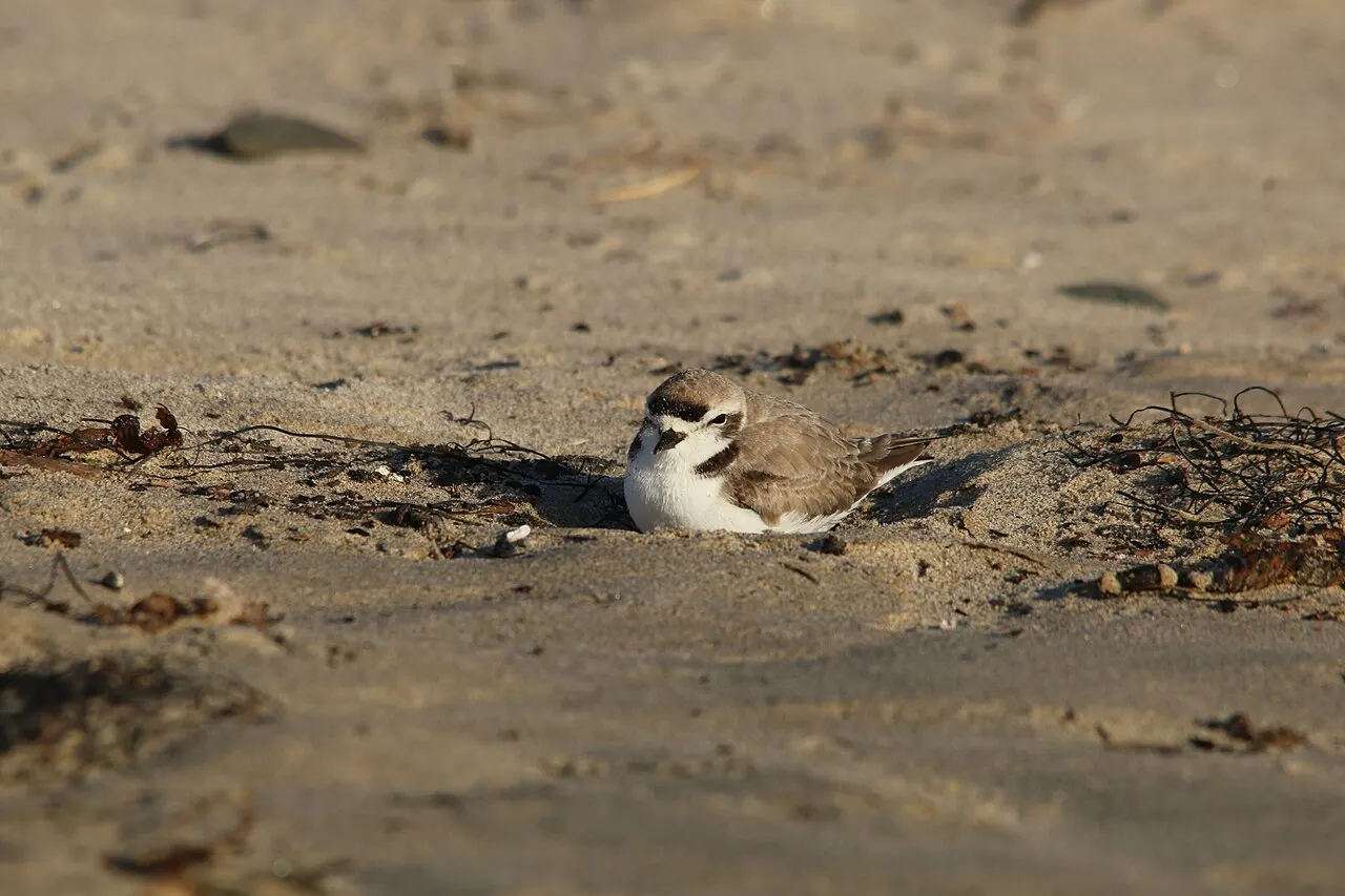 Sands Beach, Goleta, California, United States