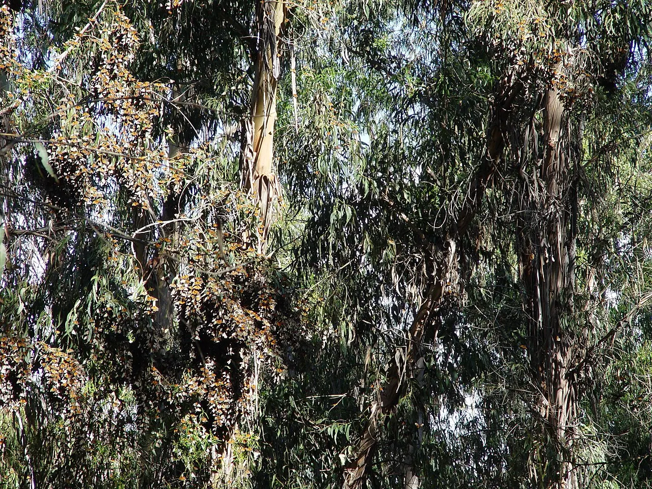 Goleta Monarch Butterfly Grove, Goleta, California, United States