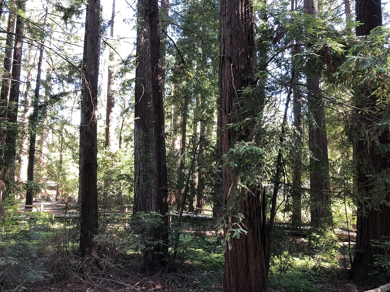 Redwood Grove Nature Preserve, Los Altos, California, United States
