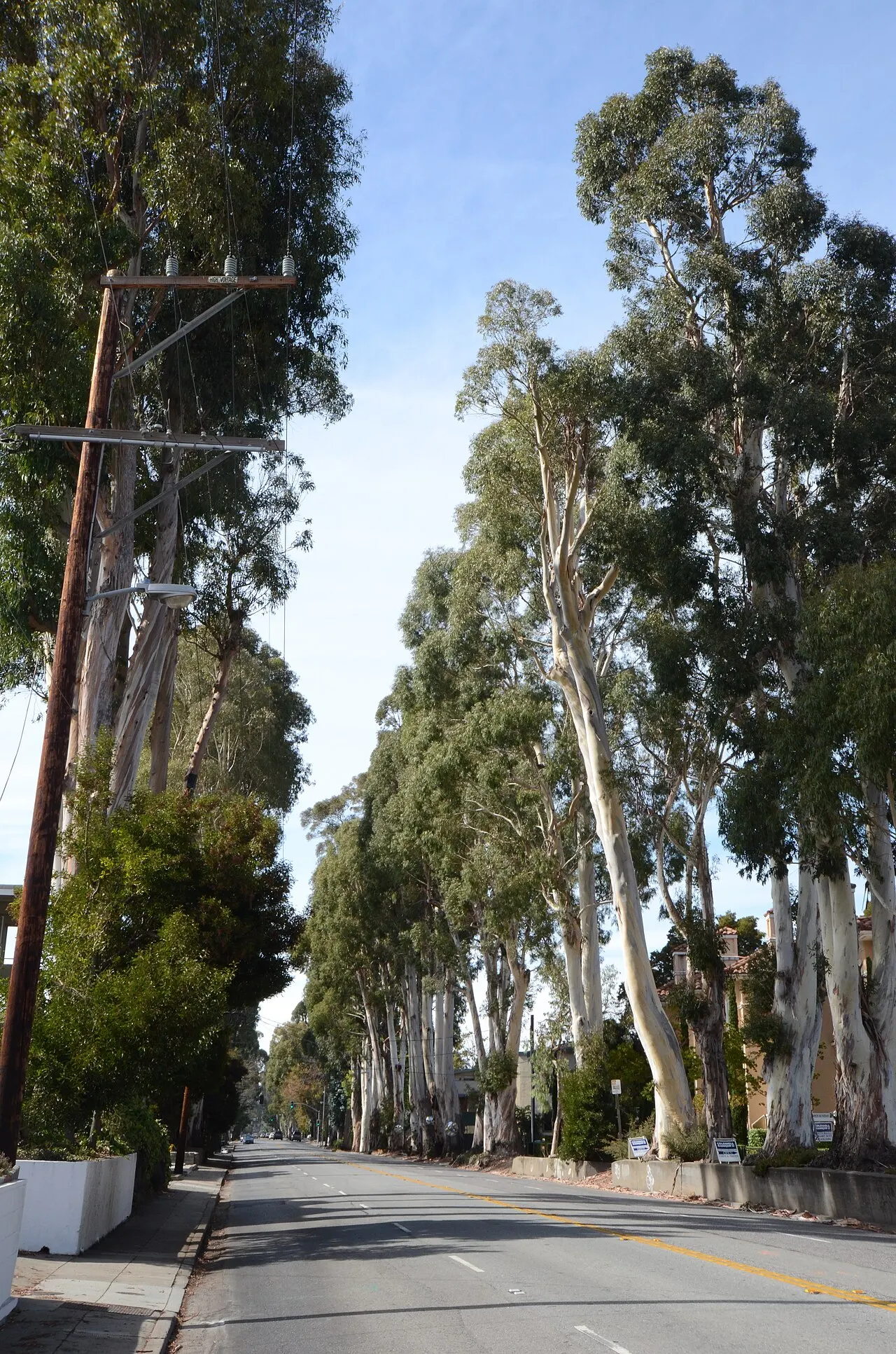 Howard-Ralston Eucalyptus Tree Rows, Burlingame, California, United States