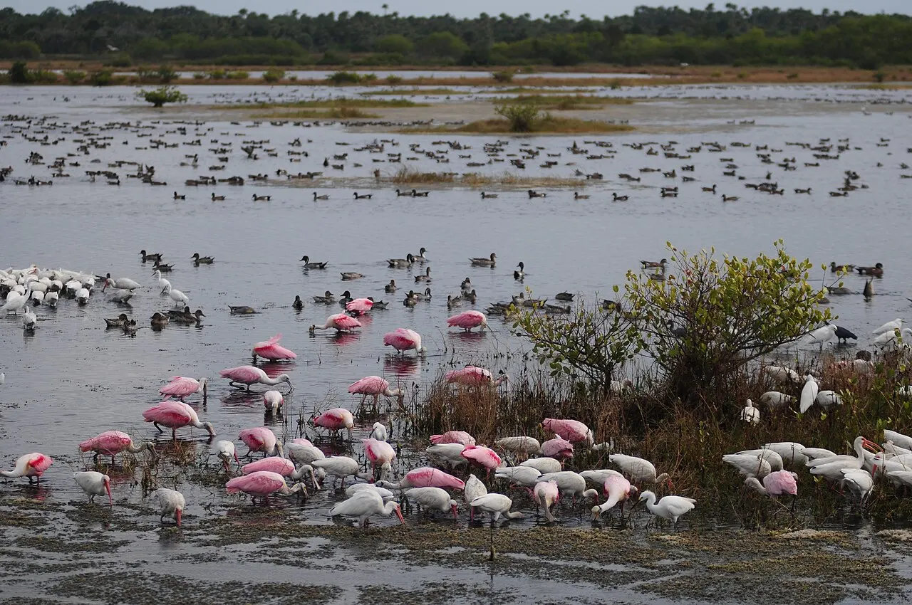 Merritt Island National Wildlife Refuge, Titusville, Florida, United States
