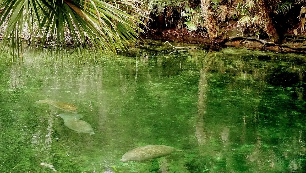 Blue Spring State Park, DeLand, Florida, United States
