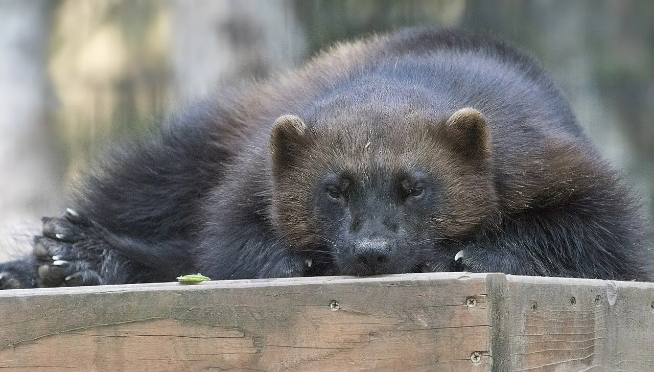 Alaska Zoo, Anchorage, Alaska, United States