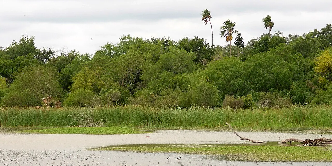 Estero Llano Grande State Park, Weslaco, Texas, United States