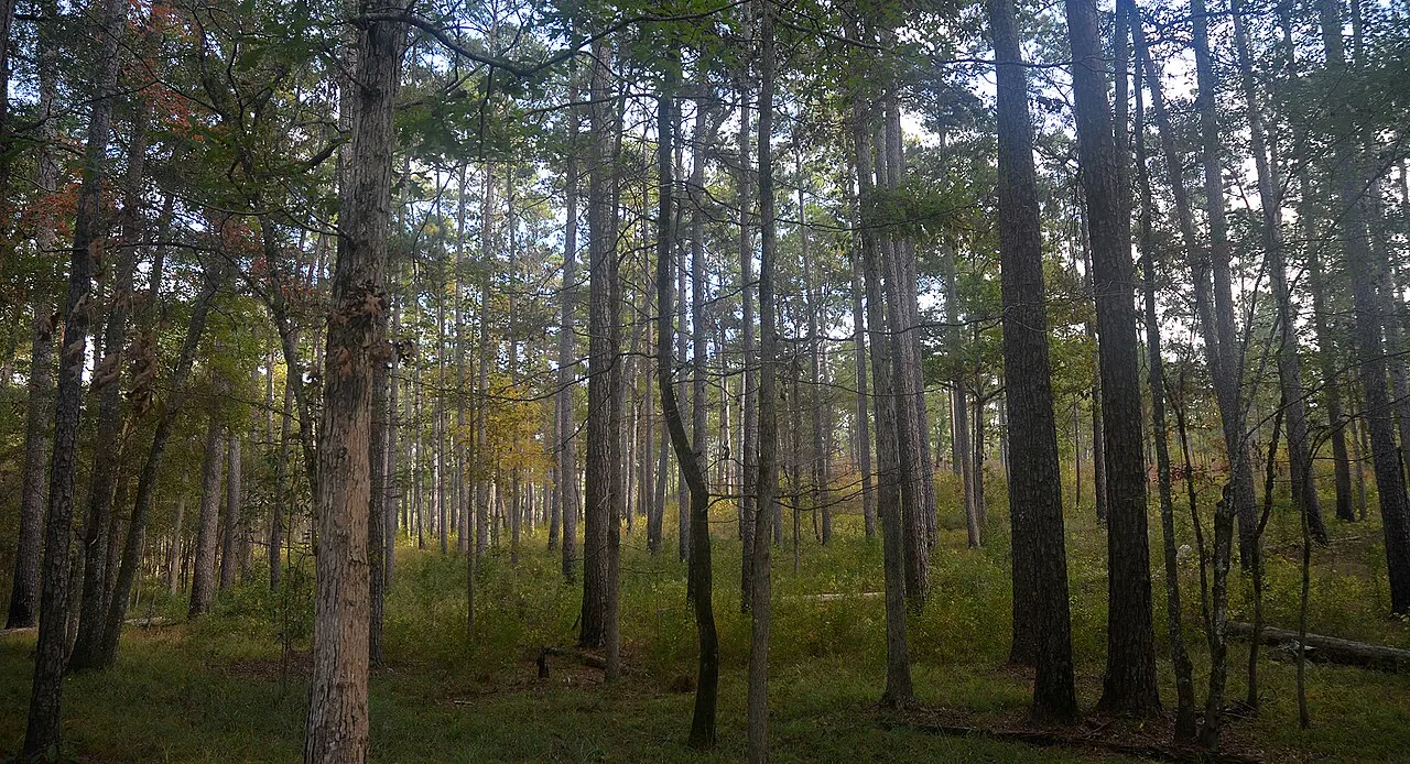 Angelina National Forest, Lufkin, Texas, United States