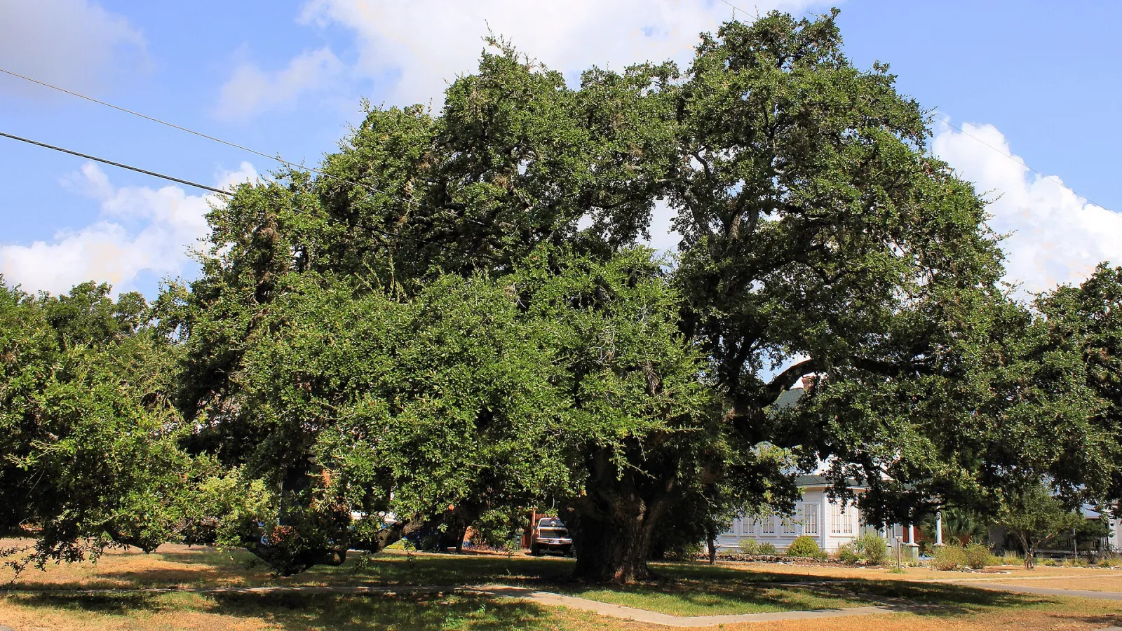 Kyle Auction Oak 2015, Kyle, Texas, United States