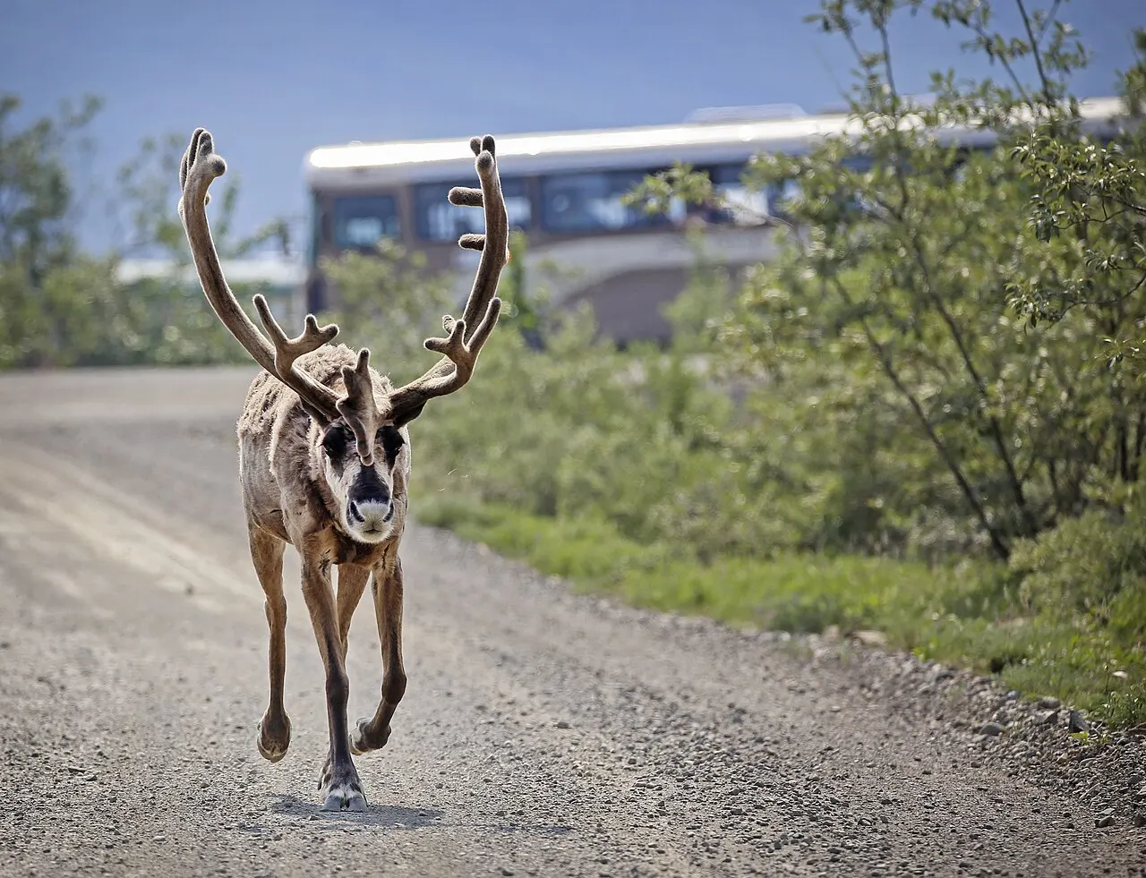 Denali park road buses, Denali National Park, Alaska, United States