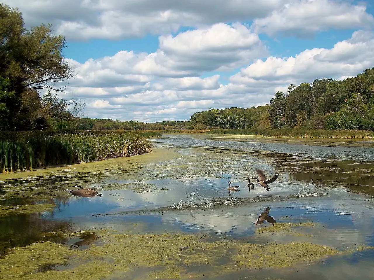 Busse Woods, Elk Grove Village, Illinois, United States