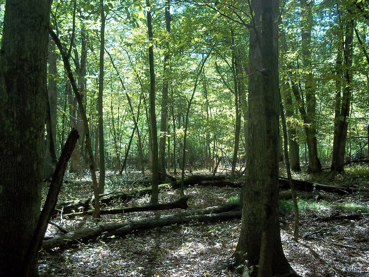 Busse Forest Nature Preserve, Elk Grove Village, Illinois, United States