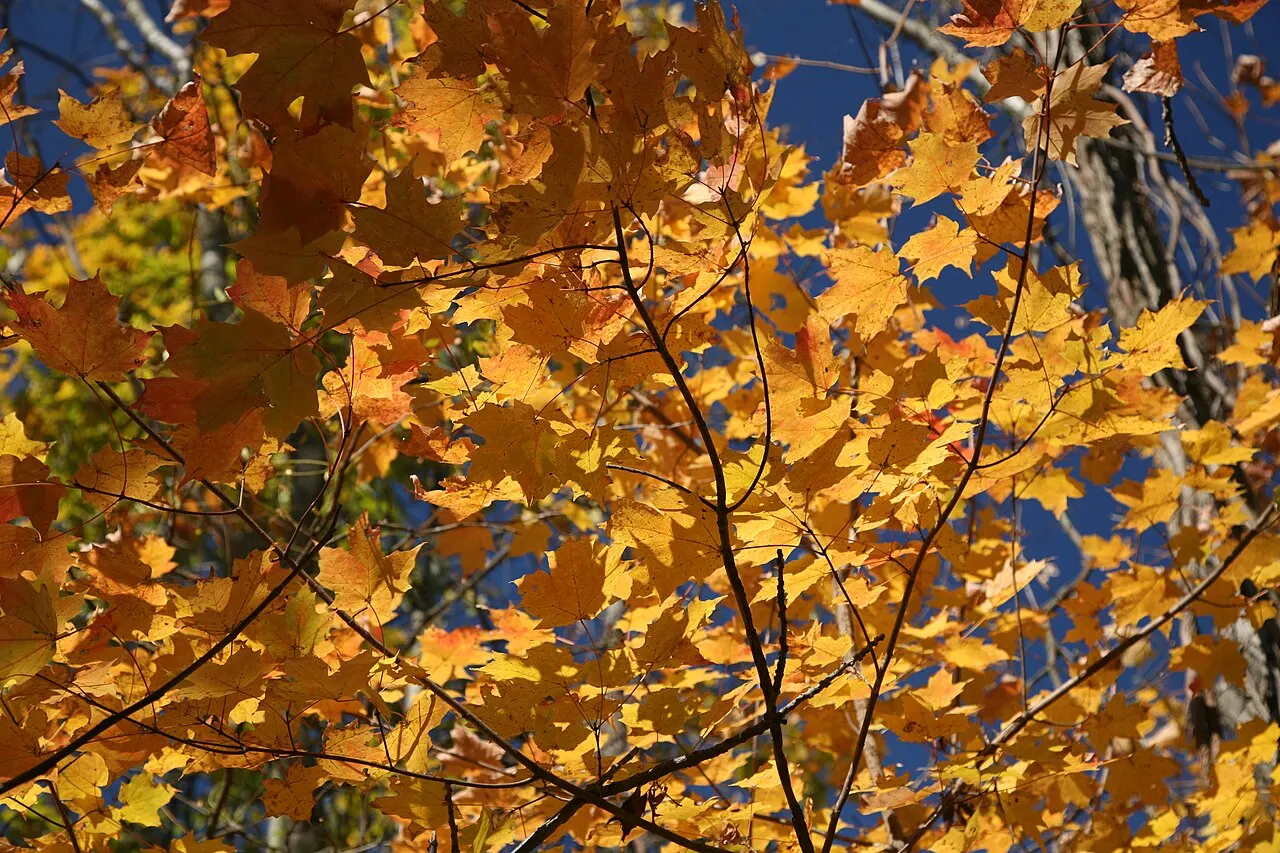 Kickapoo State Recreation Area, Danville, Illinois, United States