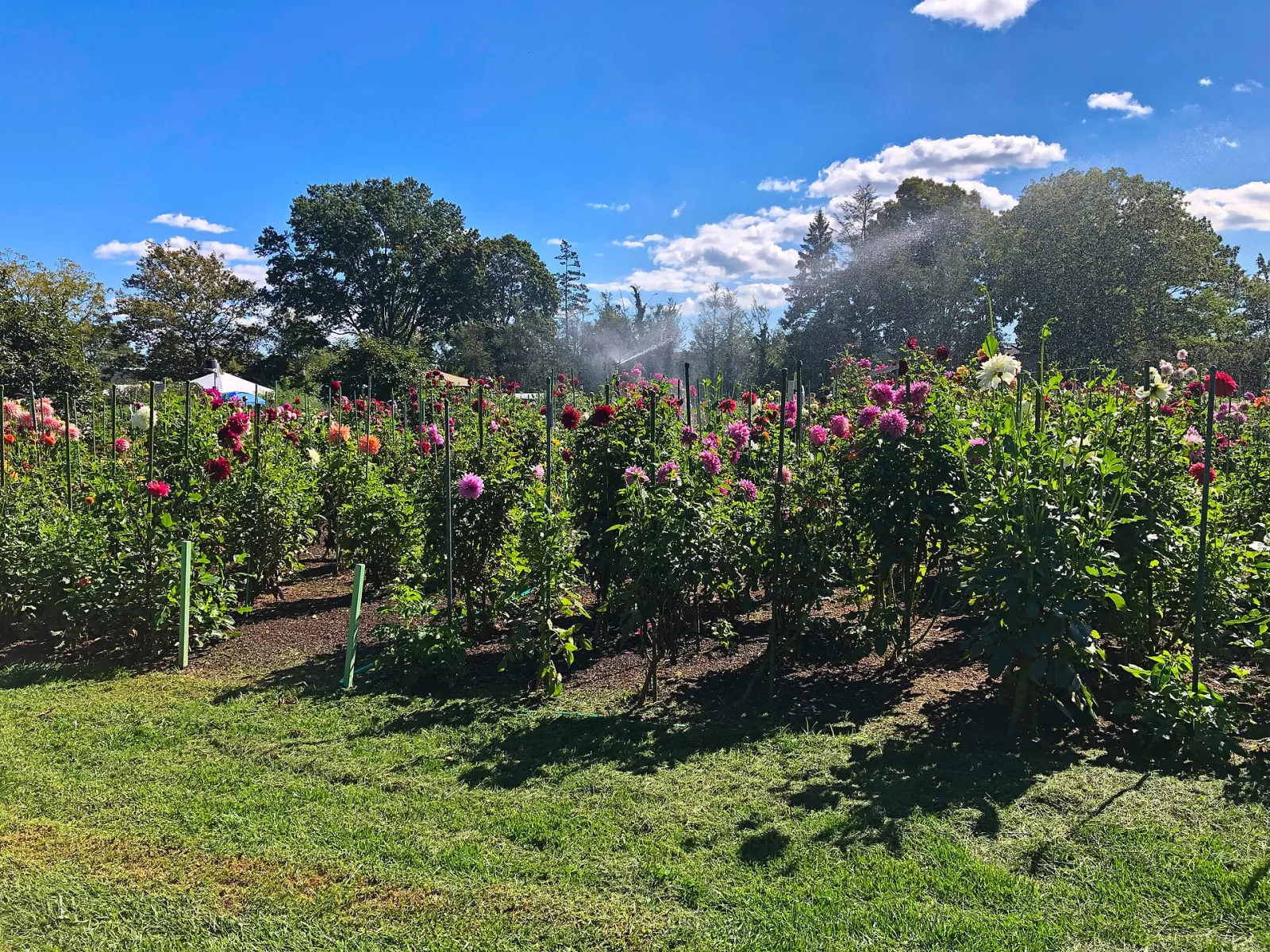 East Meadow Farm Flowers and Irrigation, East Meadow, New York, United States