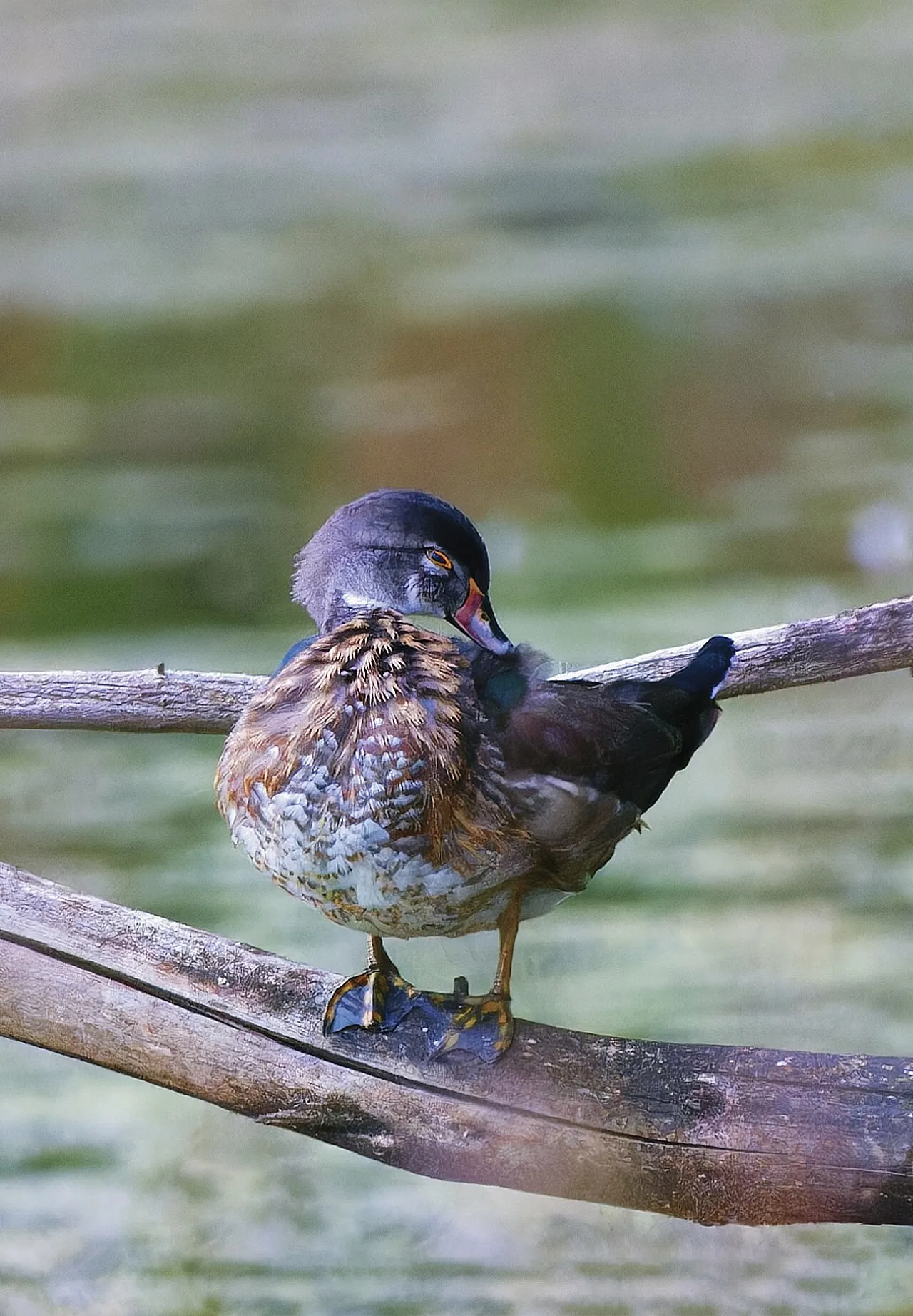 Canoe Meadows Wildlife Sanctuary, Pittsfield, Massachusetts, United States