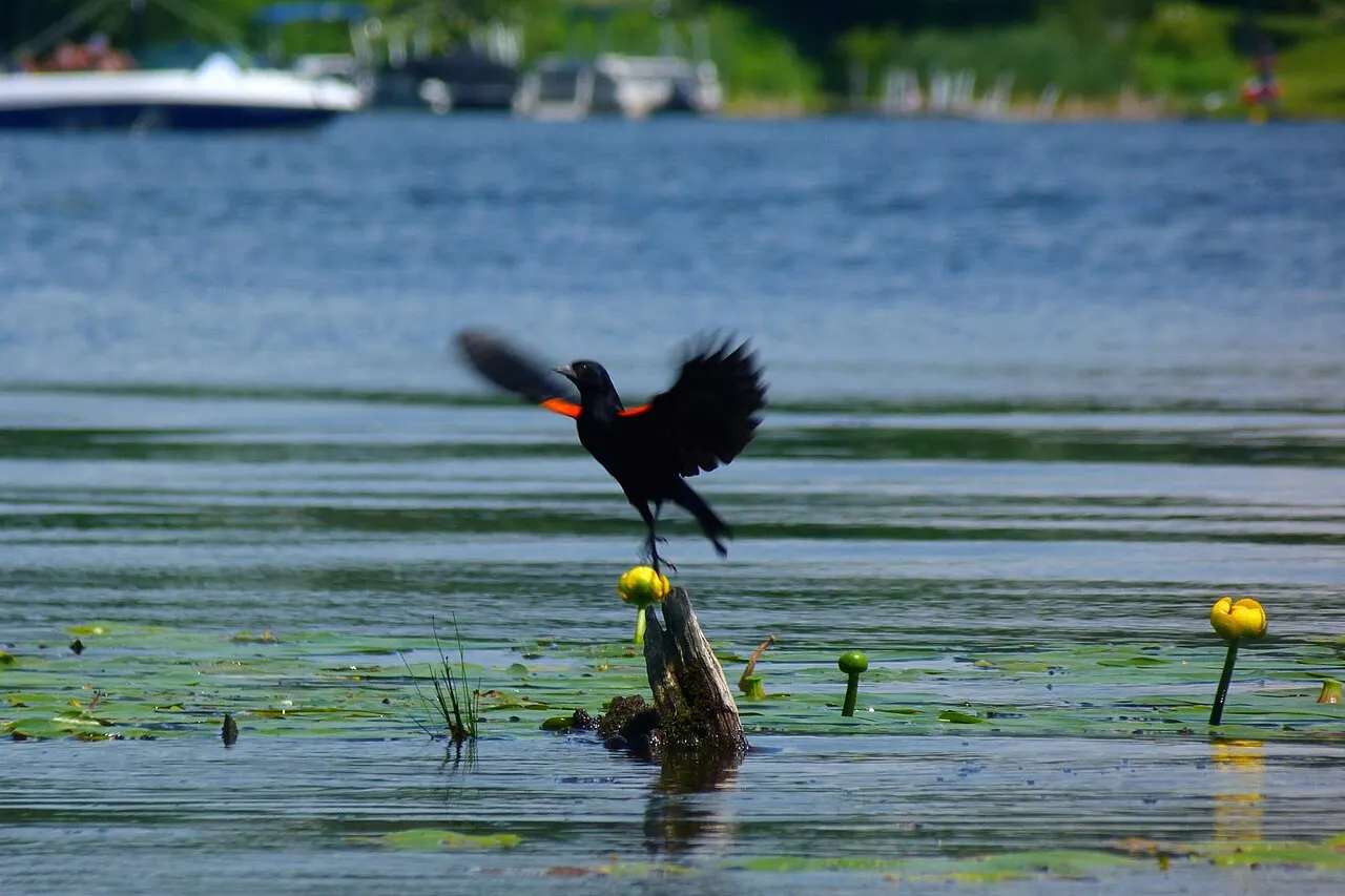 Onota Lake, Pittsfield, Massachusetts, United States