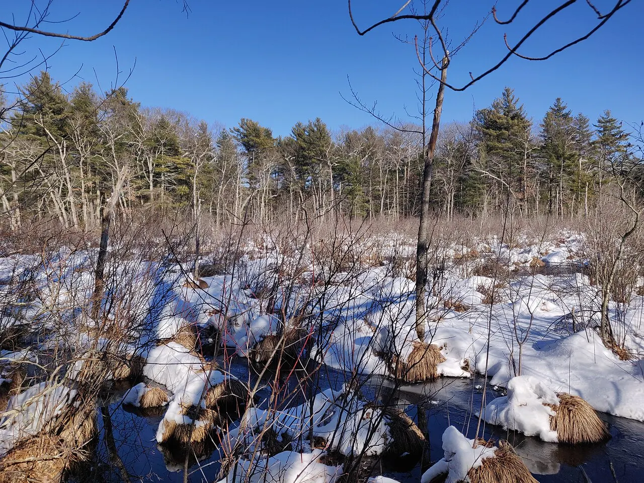 Broadmoor Wildlife Sanctuary, Natick, Massachusetts, United States