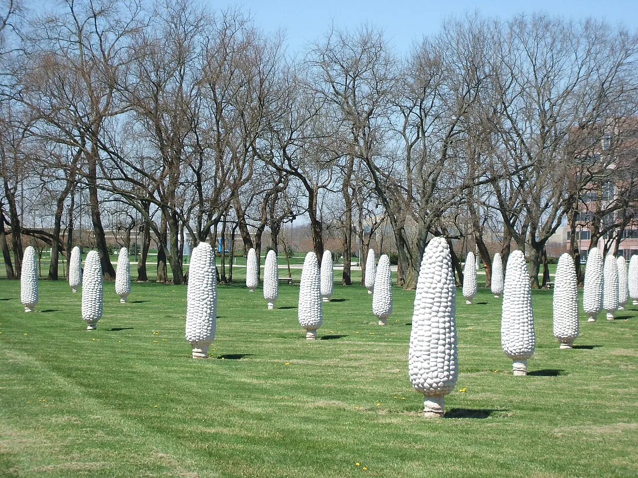 Field of Corn, Dublin, Ohio, United States