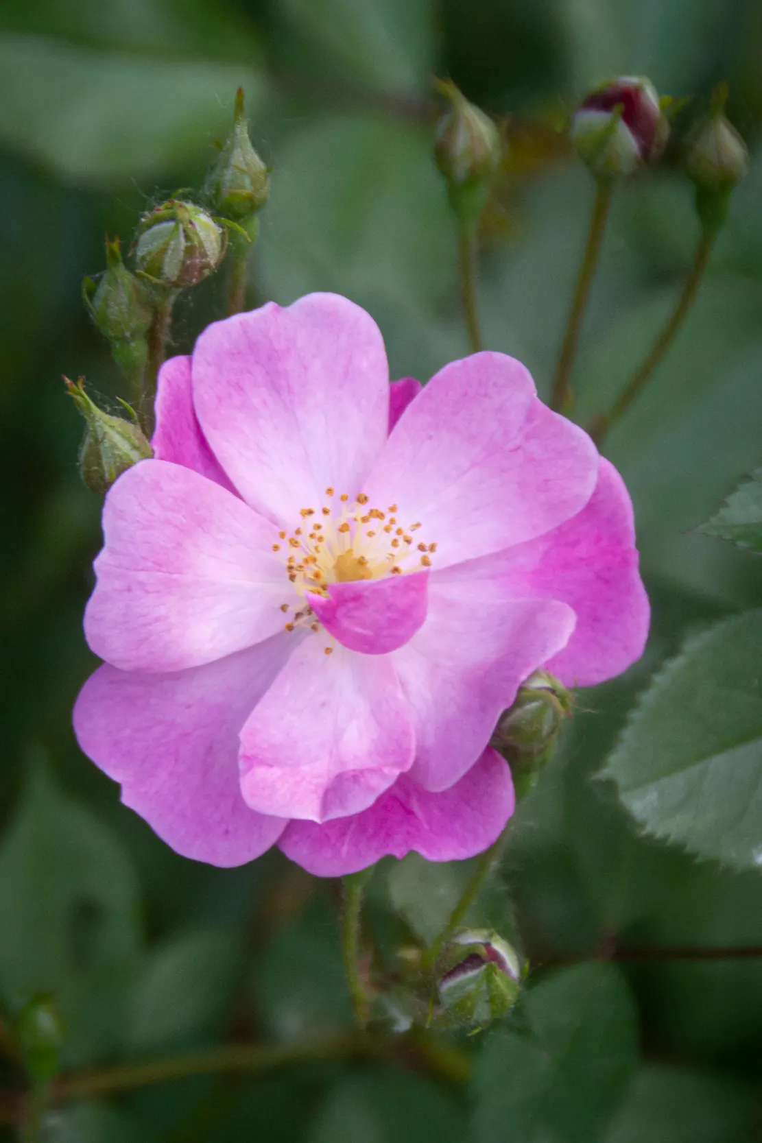 Inniswood Metro Gardens, Westerville, Ohio, United States