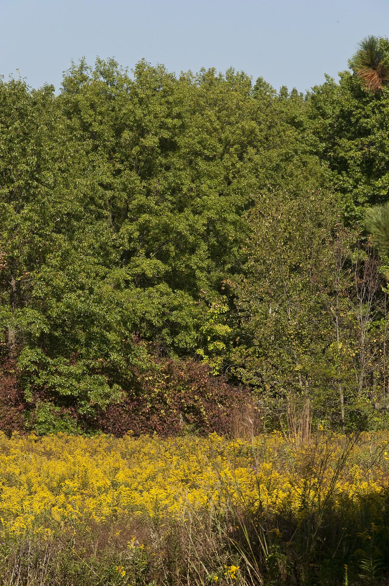 Blacklick Woods Metro Park, Reynoldsburg, Ohio, United States