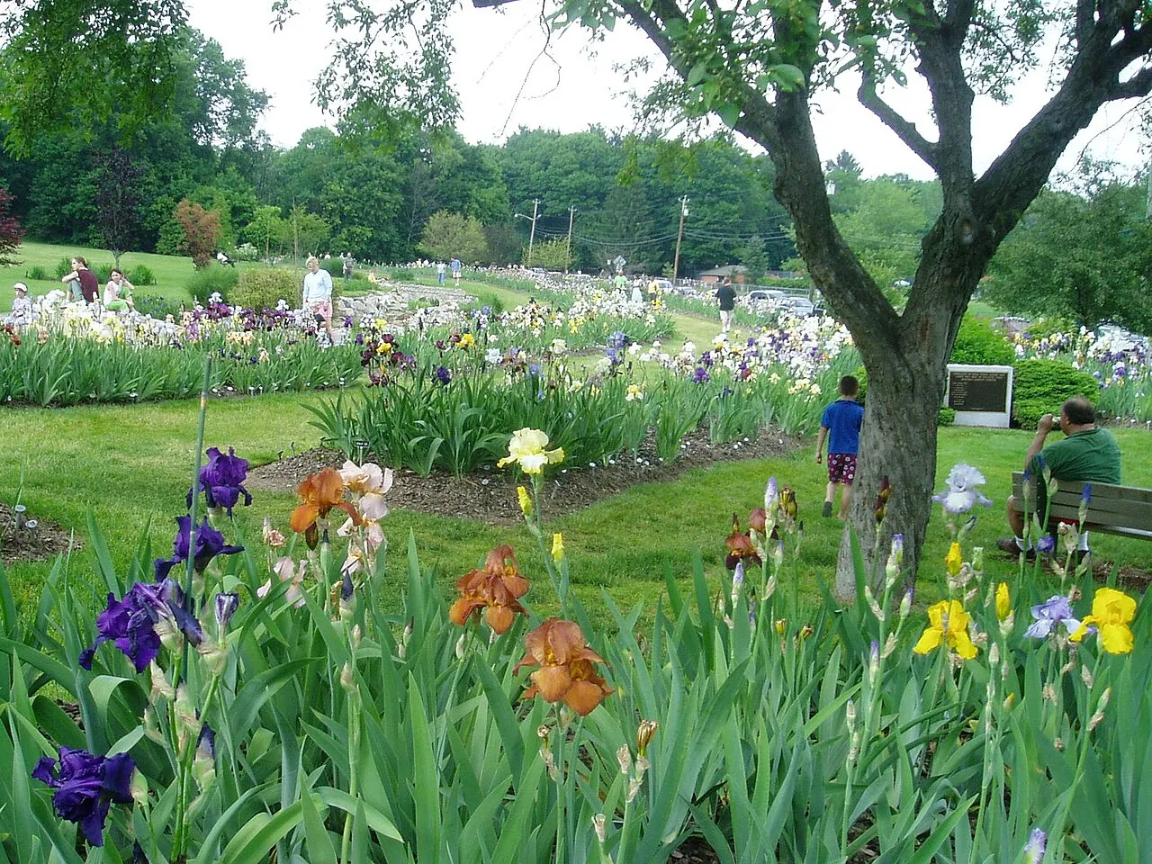 Presby Memorial Iris Gardens, Montclair, New Jersey, United States