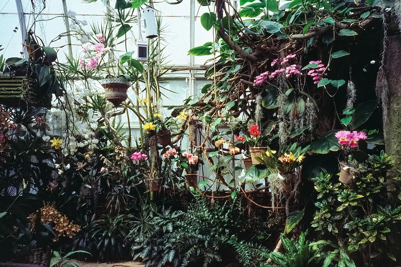 Duke Farms Orchid Range, Hillsborough, New Jersey, United States