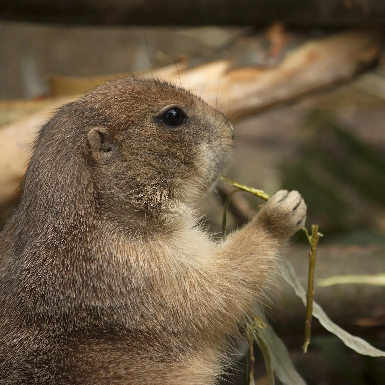 Artis Royal Zoo, Amsterdam, Netherlands