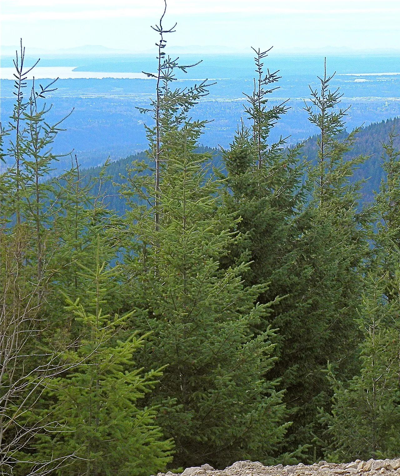 Tiger Mountain State Forest, Issaquah, Washington, United States