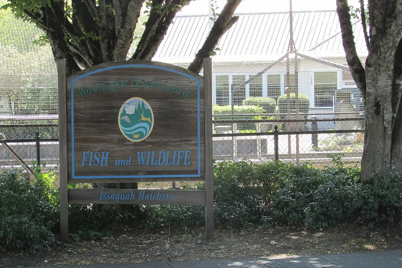 Issaquah Salmon Hatchery, Issaquah, Washington, United States