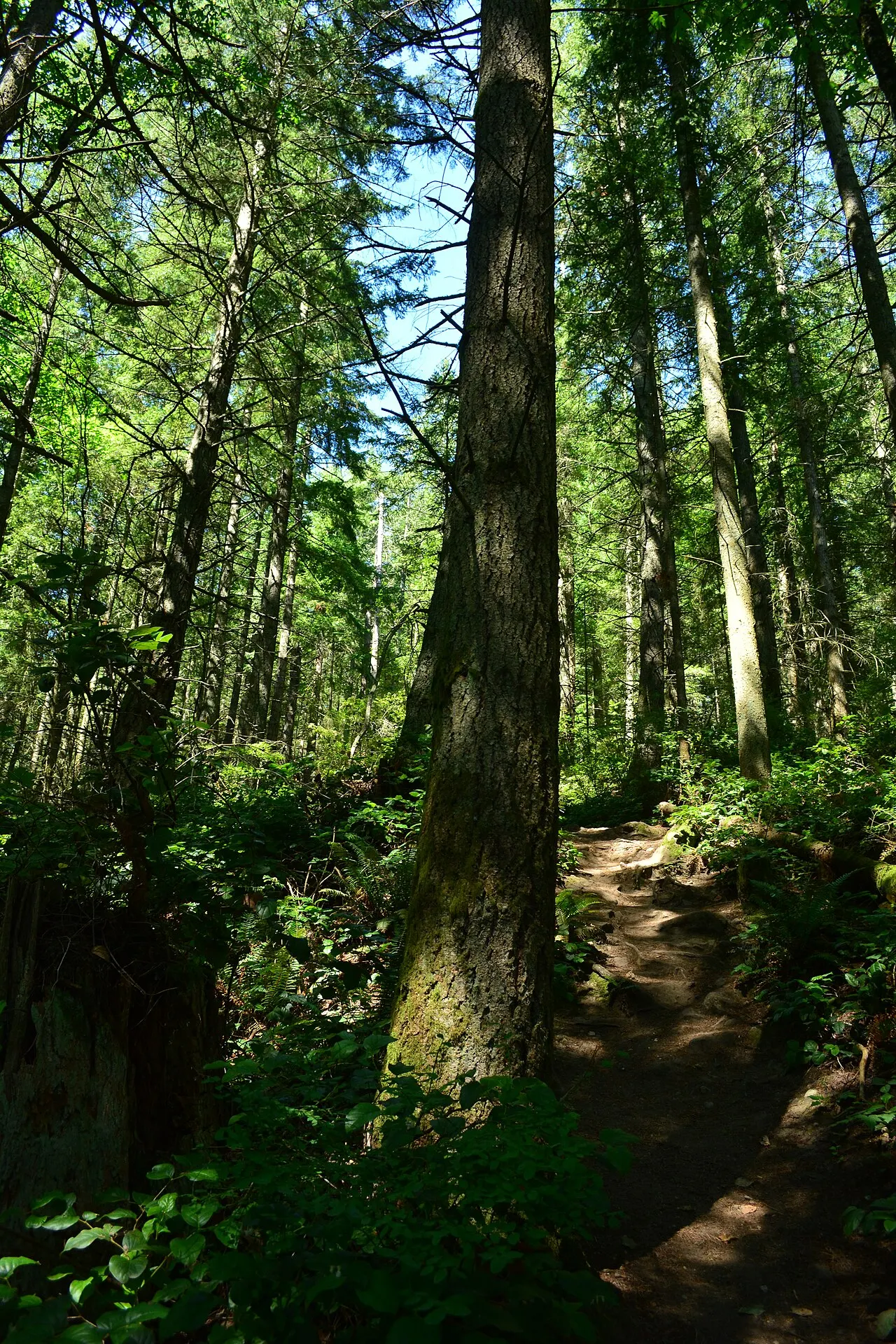 Little Mountain Park, Mount Vernon, Washington, United States