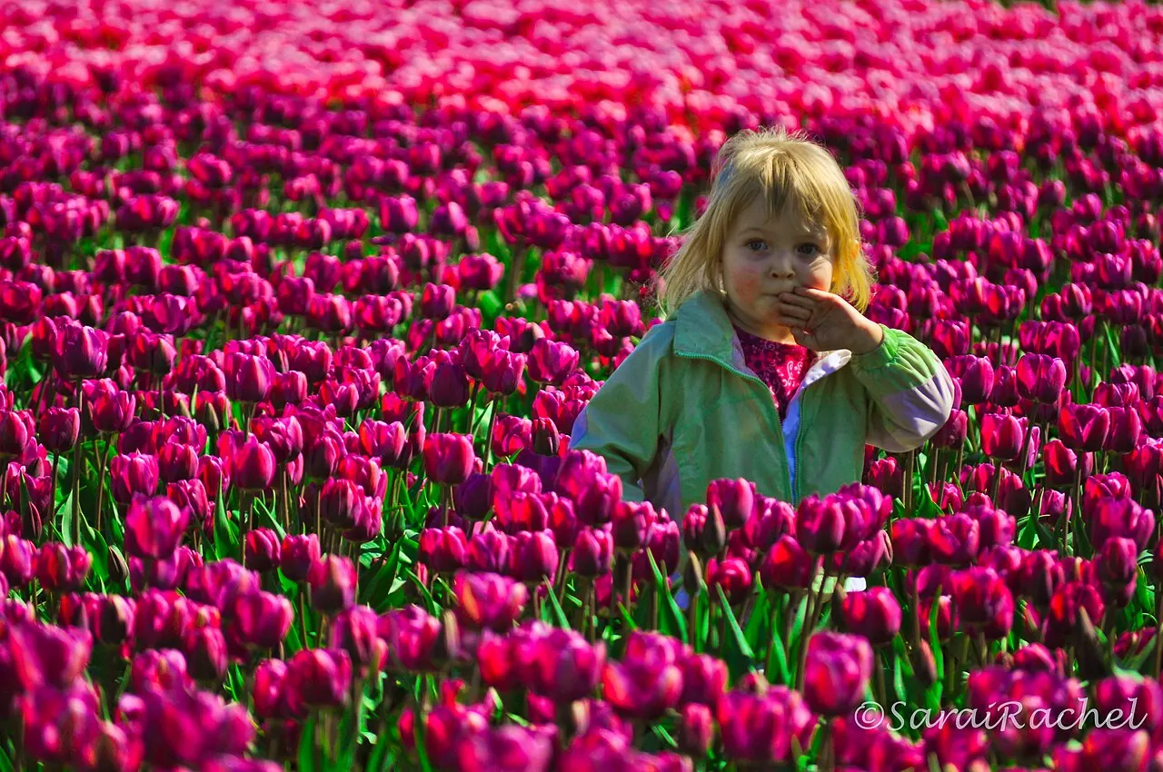 Tulip Town, Mount Vernon, Washington, United States