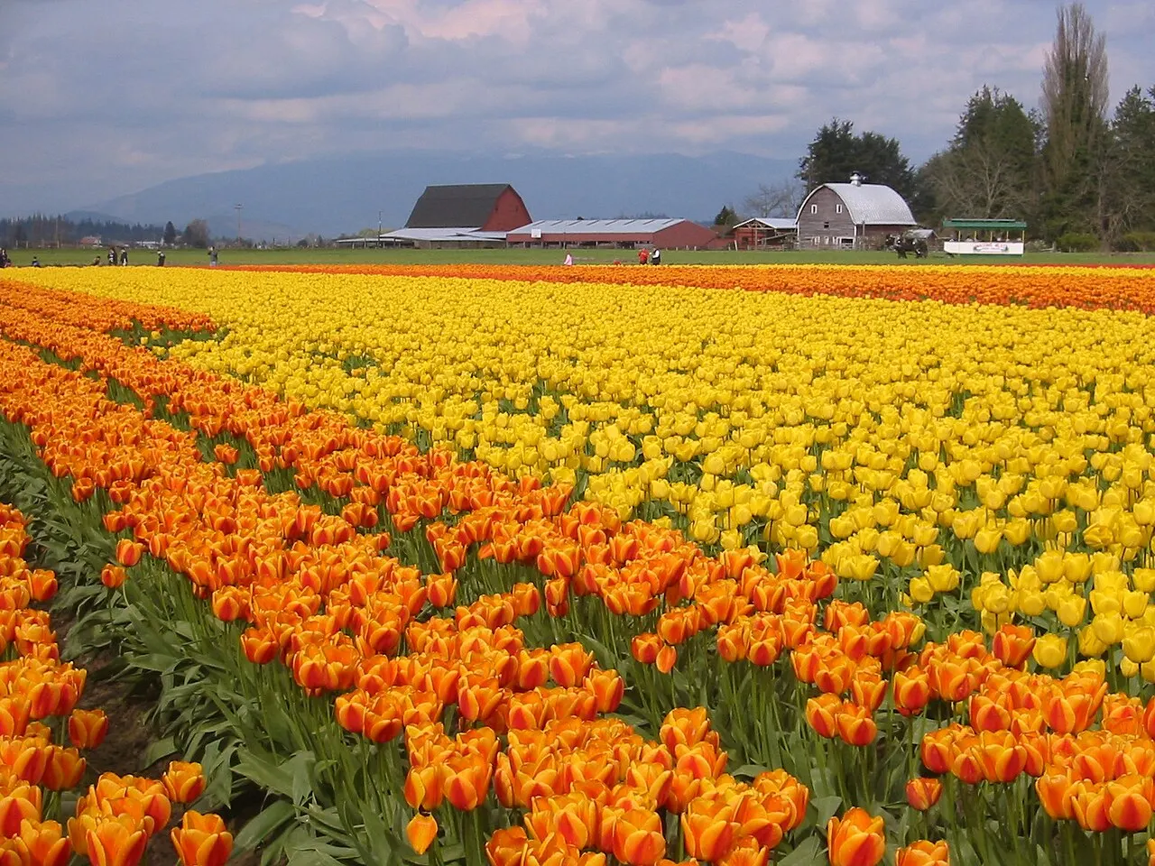 Skagit Valley Tulip Festival, Mount Vernon, Washington, United States