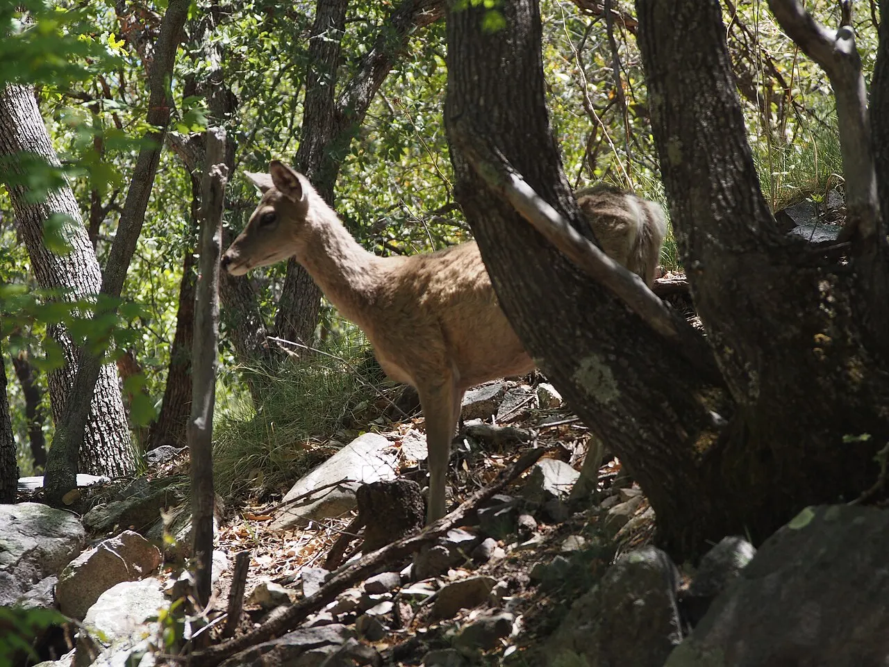 Ramsey Canyon Preserve, Sierra Vista, Arizona, United States