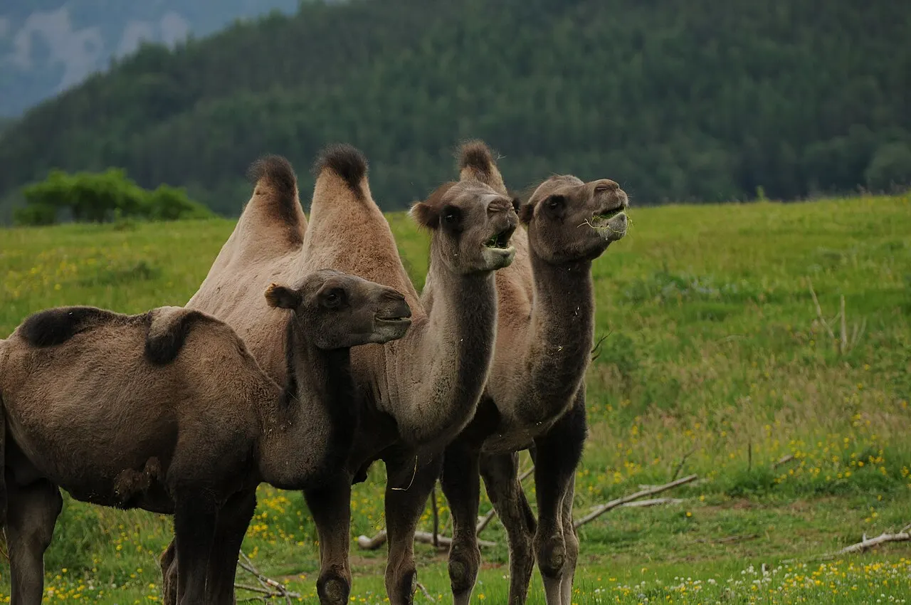 Highland Wildlife Park, Scottish Highlands, Scotland