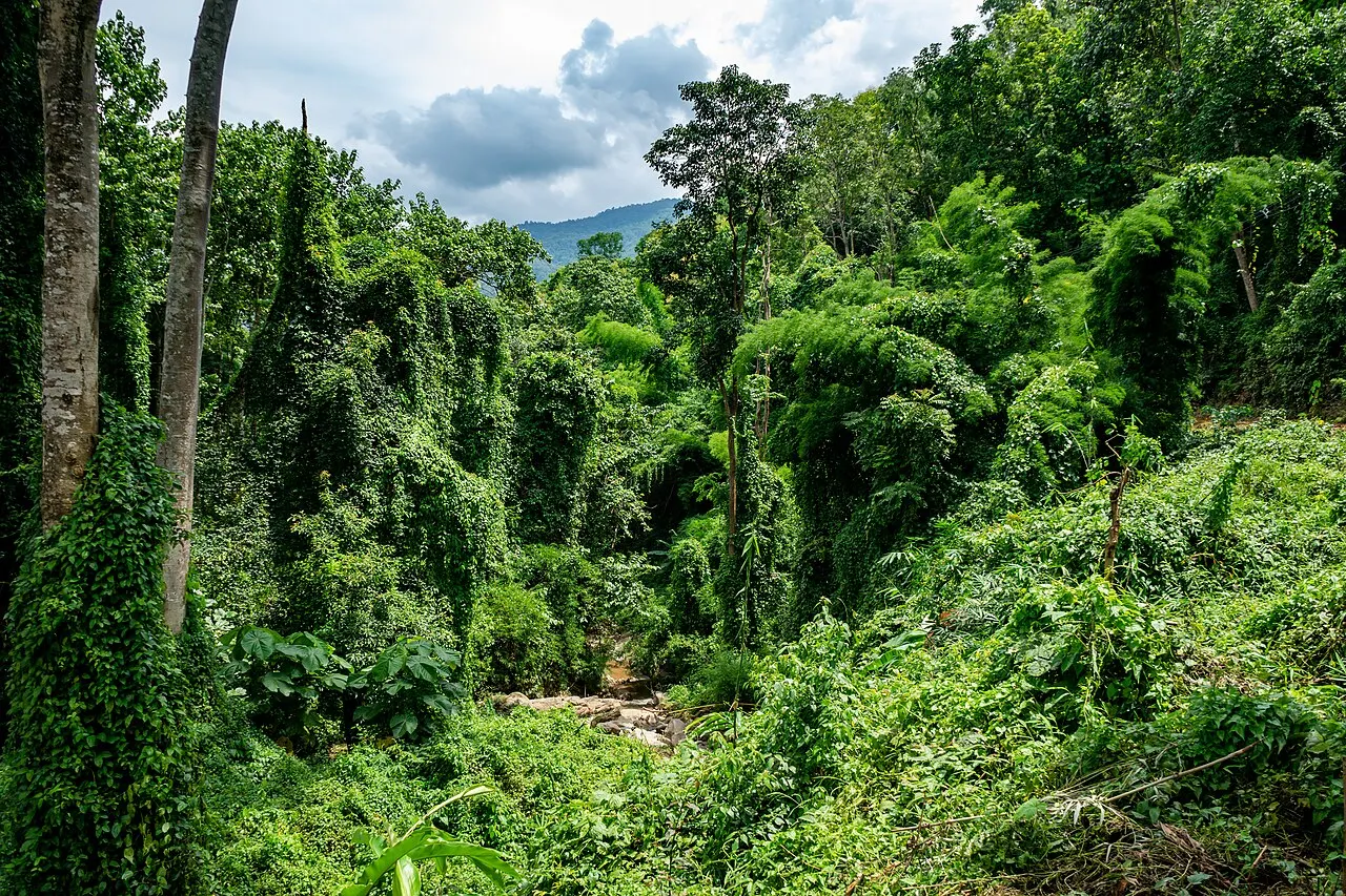 Elephant Nature Park, Chiang Mai, Thailand