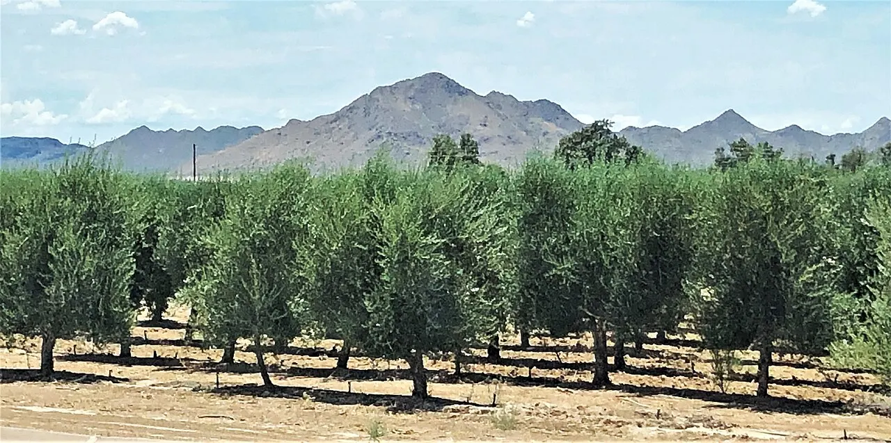 Queen Creek Olive Mill, Queen Creek, Arizona, United States