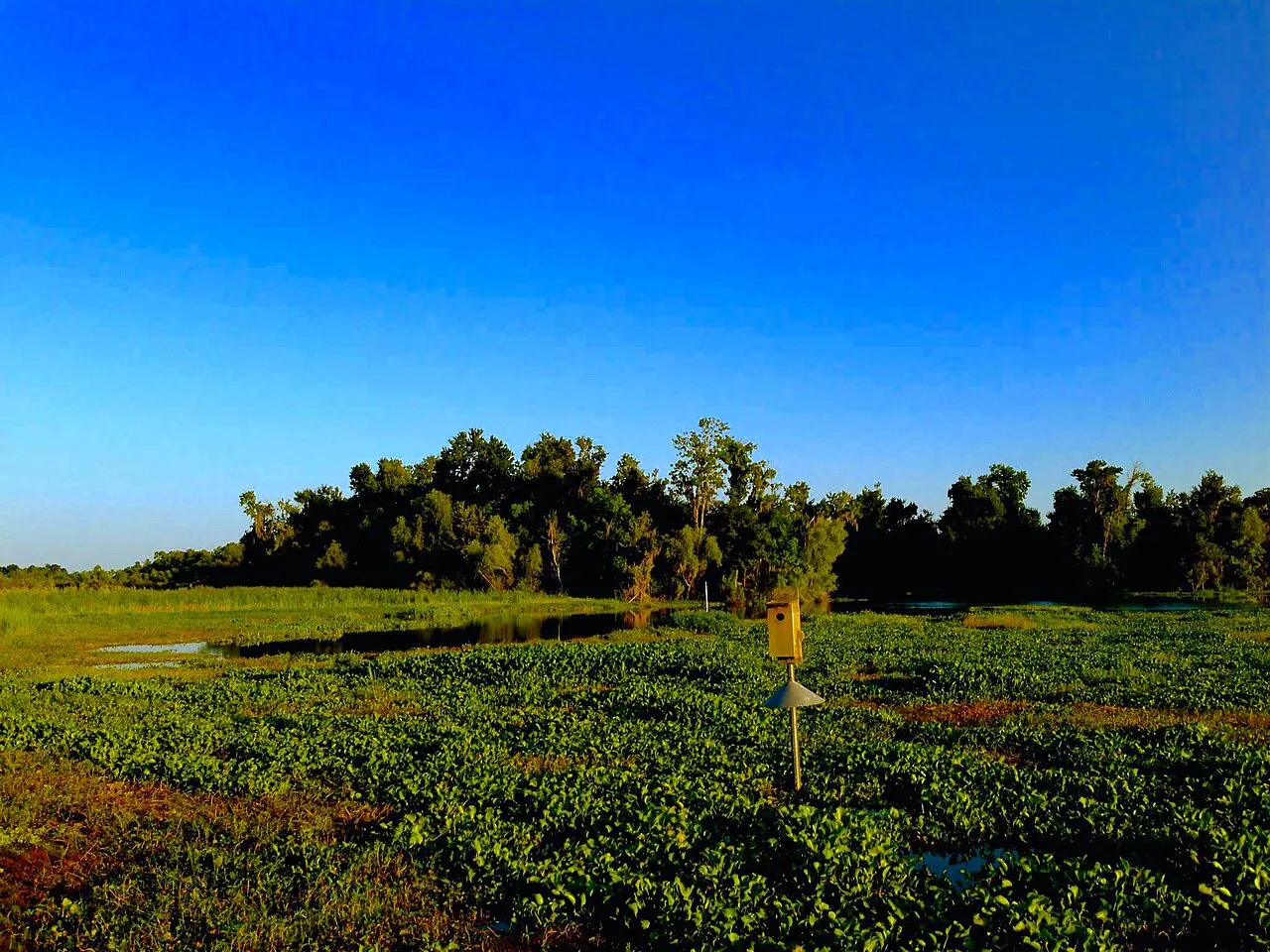 Mandalay National Wildlife Refuge, Houma, Louisiana, United States