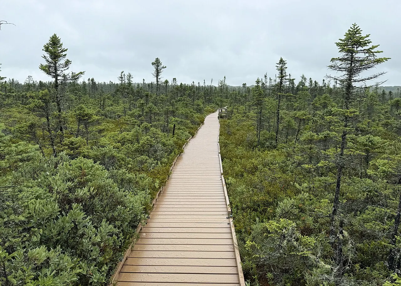 Orono Bog Boardwalk, Bangor, Maine, United States