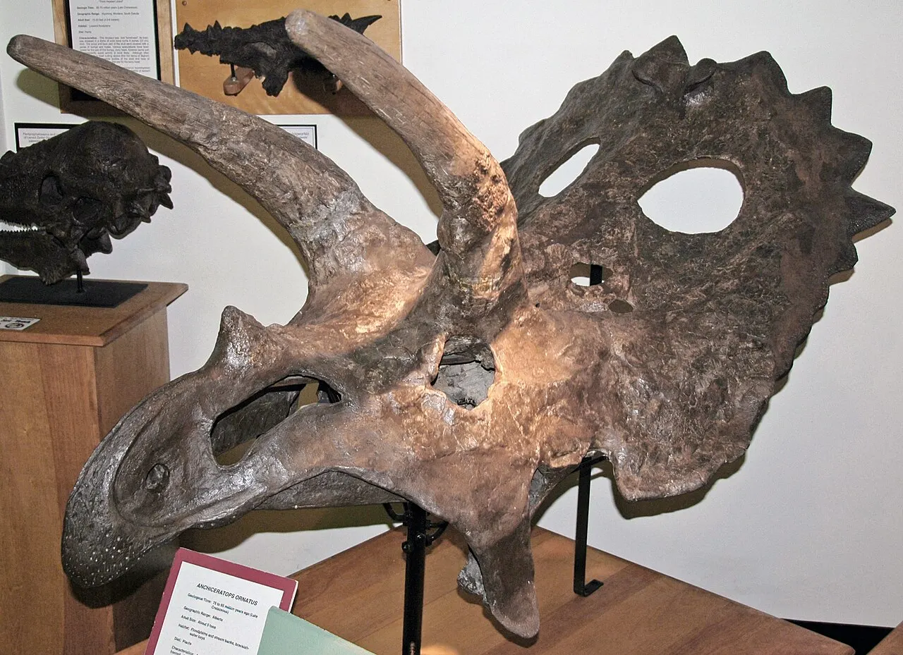University of Wyoming Geological Museum, Laramie, Wyoming, United States